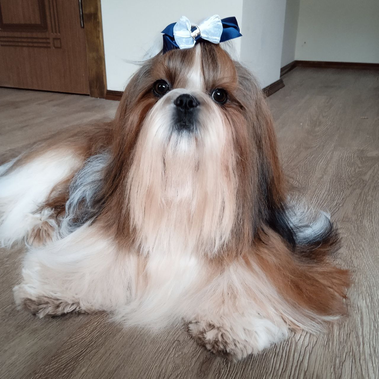 Shih Tzu Contact Process